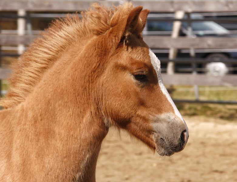 Gabriel von Heidmoor g.jpg